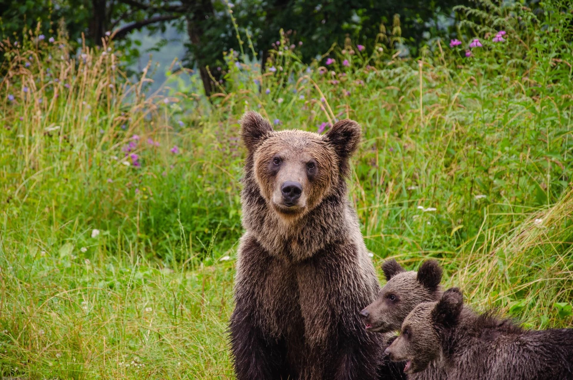 Wildlife în Munții Făgăraș, lângă Hotel Piscul Negru