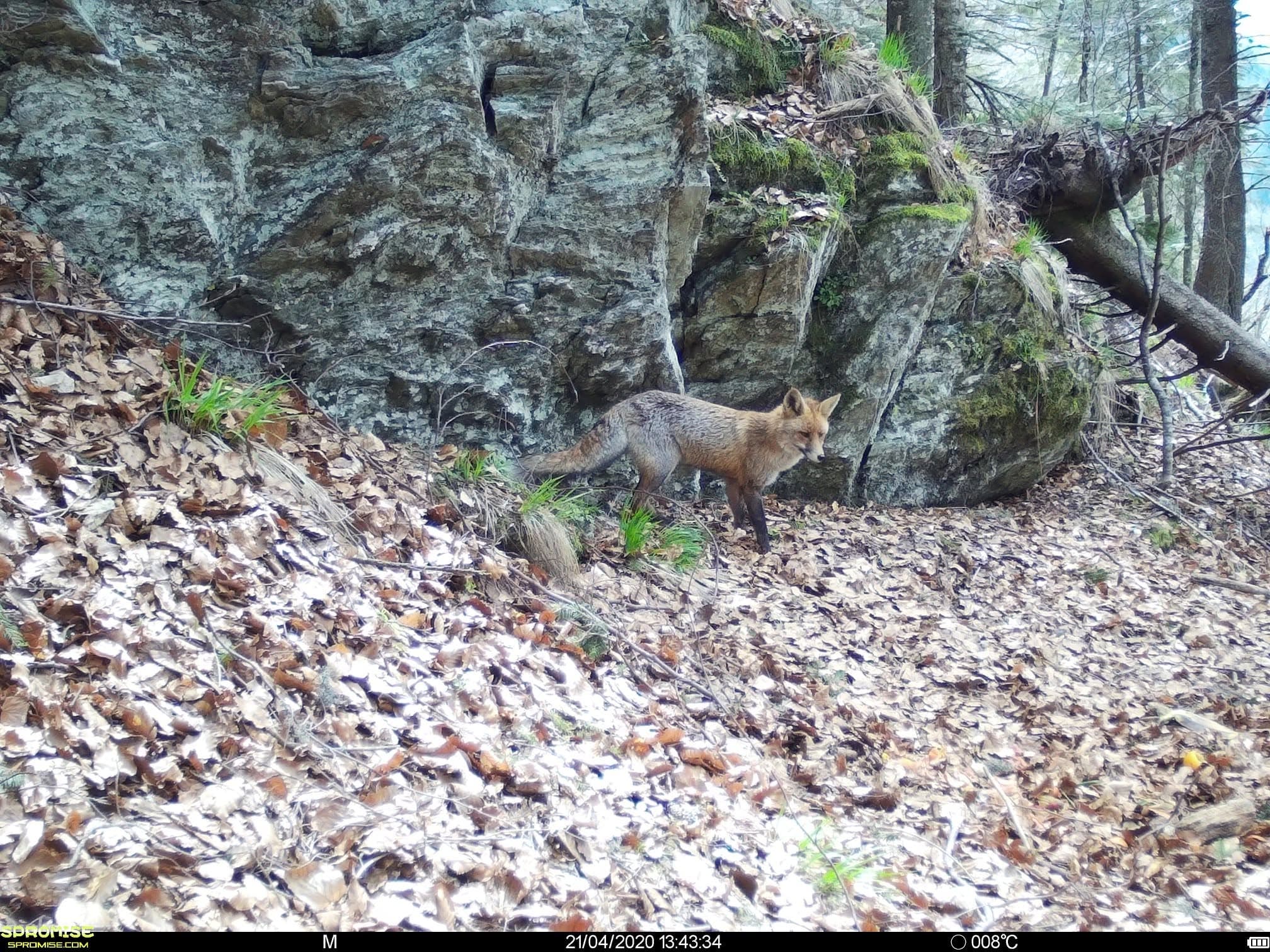 Vulpe roșie în pădure