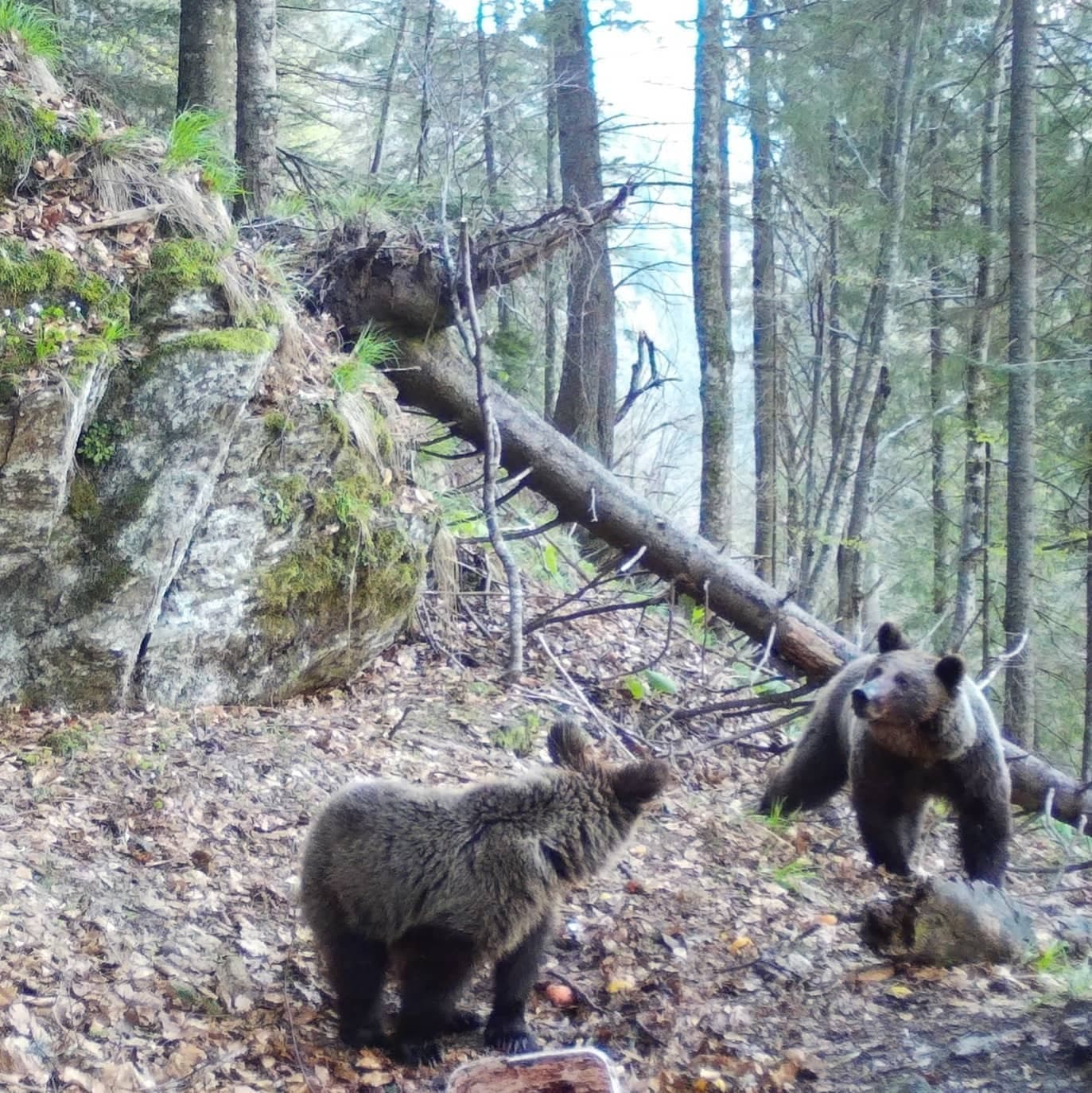 Urs brun pe traseul Transfăgărășan