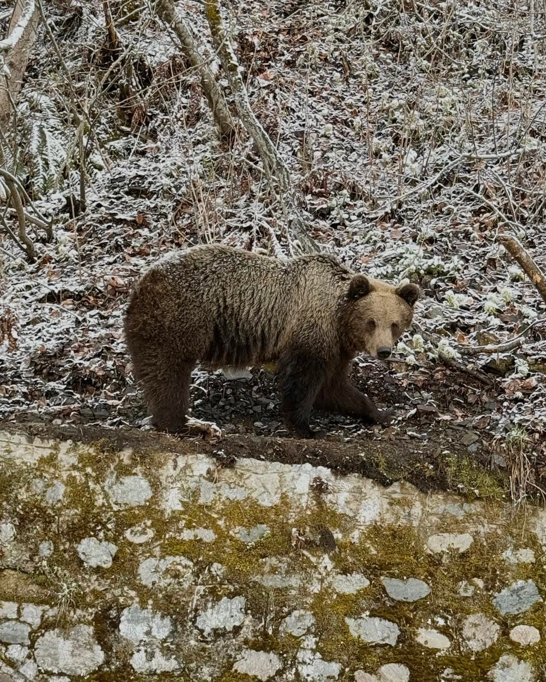 Urs brun în zona hotelului