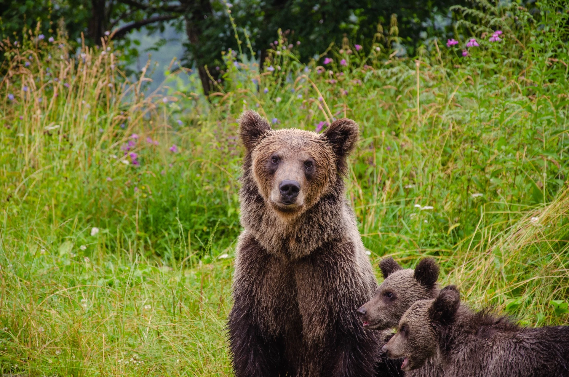 Wildlife în pădurile din jurul Hotel Piscul Negru